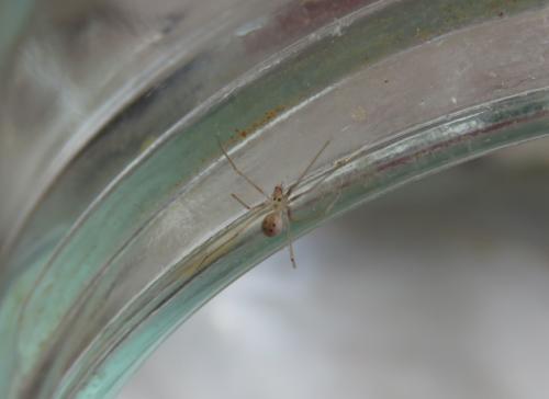 Spermophora senoculata